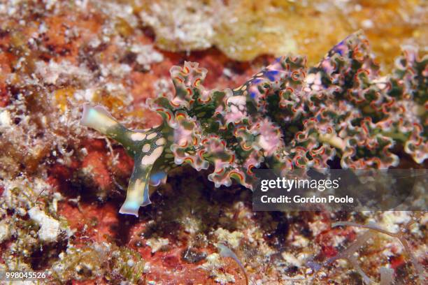 lettuce slug - lettuce sea slug stock pictures, royalty-free photos & images
