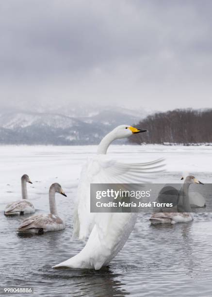 swan - whooper swan stock-fotos und bilder