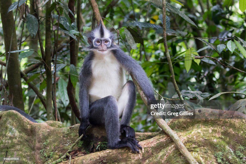 Thomas's Langur (Presbytis thomasi) in Sumatra rainforest