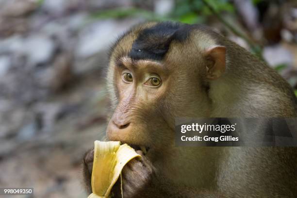 southern pig-tailed macaque (macaca nemestrina) eating a banana - ape eating banana stock pictures, royalty-free photos & images