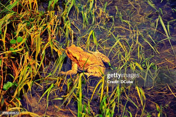 Spring Forward Frog 237 Spring Frog Stock Photos, High-Res Pictures, and Images - Getty Images