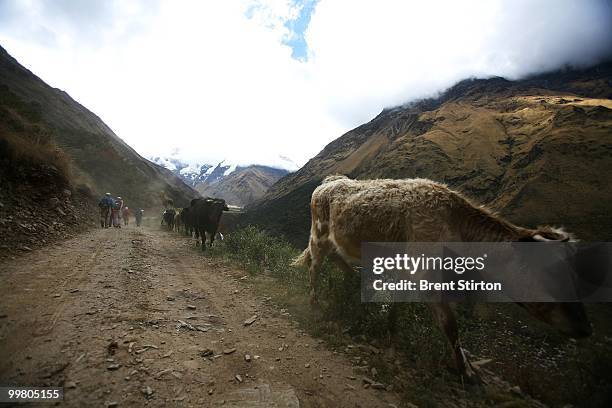 Images taken trekking to and around the Salkantay Lodge and Trek facility, located in the high plane of the Saraypampa area, Saraypampa, Peru, June...