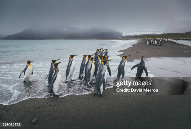 team - south georgia and the south sandwich islands stock pictures, royalty-free photos & images