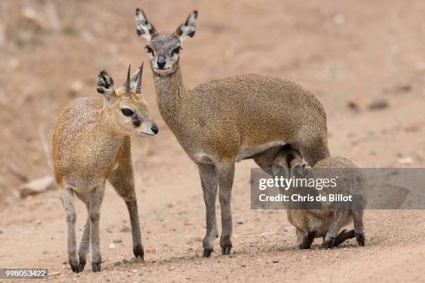 klipspringer family - animal de safari 個照片及圖片檔