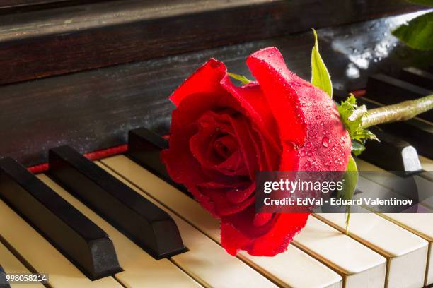 rose - piano rose stockfoto's en -beelden