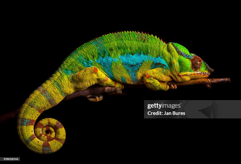 Panther Chameleon sleeping, Ambilobe