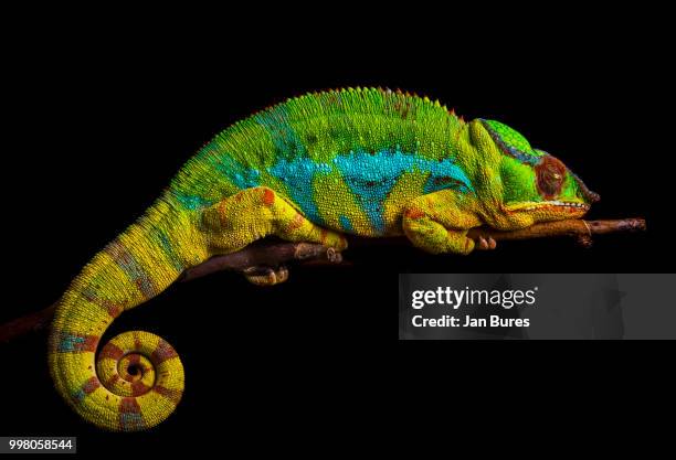 panther chameleon sleeping, ambilobe - veiled chameleon stock pictures, royalty-free photos & images