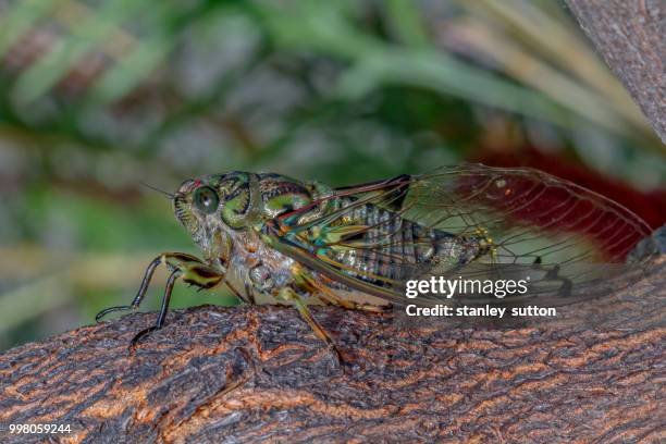 cicada - hémiptère photos et images de collection