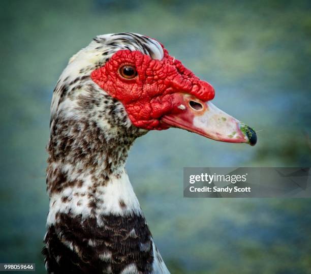 muscovy duck portrait - muscovy duck stock pictures, royalty-free photos & images