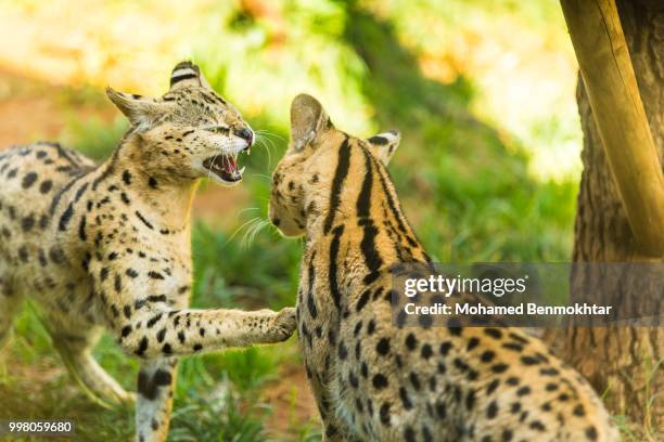 wild life in the zoo - neofelis nebulosa stock pictures, royalty-free photos & images