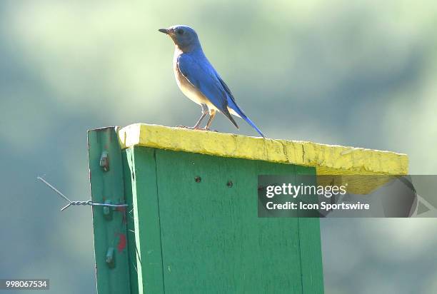 Male Eastern Bluebird is unphased by all of the golf action taking place around his bird house on the hole during the second round of the John Deere...