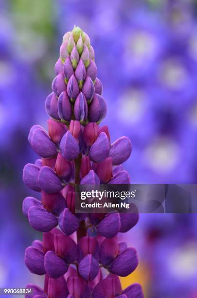 Allen Rings Flower 13,726 Allen Blue Stock Photos, High-Res Pictures, and Images - Getty ...