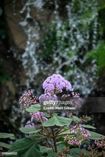 stunning purple torch bartlettina sordida flower in full bloom - bartlettina sordida stock pictures, royalty-free photos & images