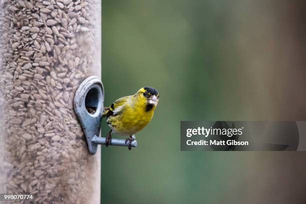 beautiful eurasian siskin spinus spinus on garden bird feeder - bird seed stock-fotos und bilder