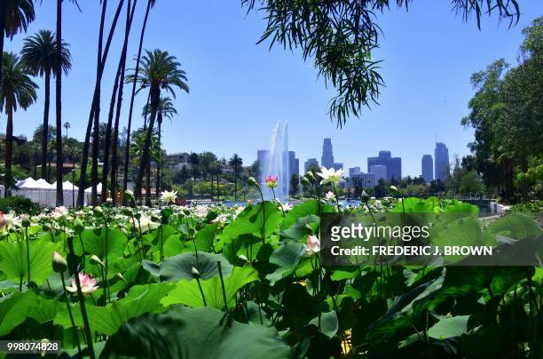 Lotus flowers bloom at Echo Park Lake in Los Angeles, California on July 13 a day before the 38th annual Lotus Festival which celebrates the...