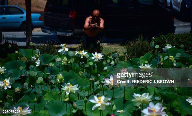 Man photographs Lotus flowers blooming at Echo Park Lake in Los Angeles, California on July 13 a day before the 38th annual Lotus Festival which...