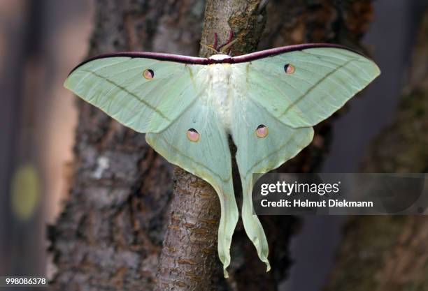 actias selene - luna moth stock pictures, royalty-free photos & images