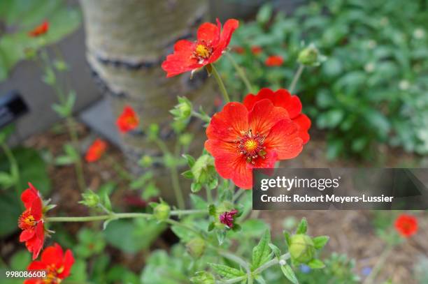 winter park garden study 1 - winter garden stock pictures, royalty-free photos & images