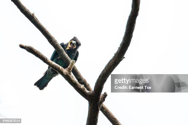 oriental dollarbird struggle with weevil - oriental stock pictures, royalty-free photos & images