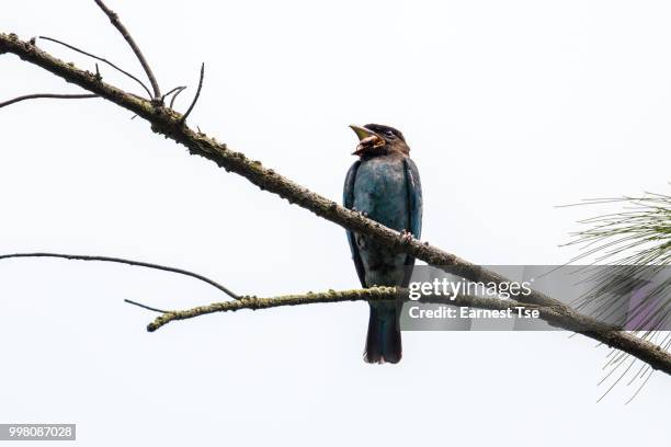 oriental dollarbird struggle with weevil - oriental stockfoto's en -beelden