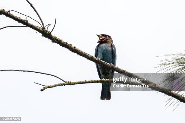 oriental dollarbird struggle with weevil - dollarbird stock pictures, royalty-free photos & images