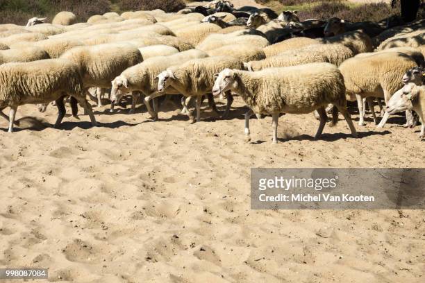 sheep - michel field stockfoto's en -beelden