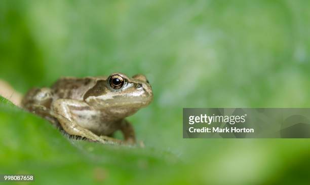common frog (rana temporaria) - anura stock pictures, royalty-free photos & images