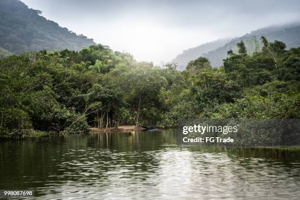 mata atlantica - atlantic forest in brazil - mata atlantica stock pictures, royalty-free photos & images