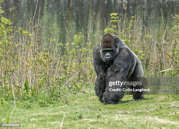 gorilla series - mountain gorilla stock pictures, royalty-free photos & images