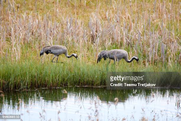 common cranes walking on the shore of a lake in summer - antigone stock pictures, royalty-free photos & images
