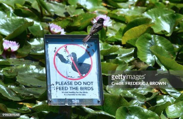 Bird sits on a sign advising people not to feed birds as Lotus flowers bloom at Echo Park Lake in Los Angeles, California on July 13 a day before the...