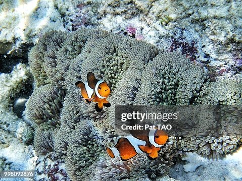 Nemo Nemo
