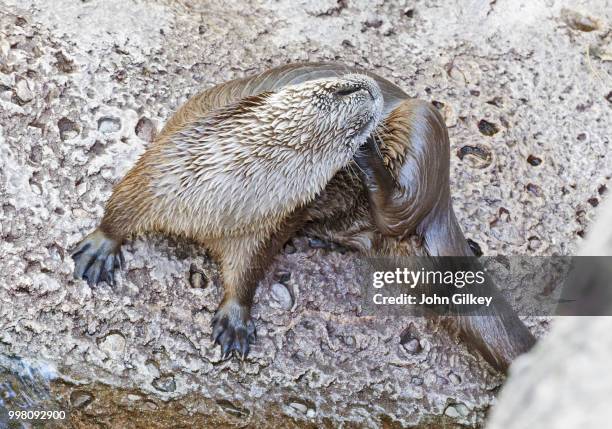 otter tending to an itch - river otter stock pictures, royalty-free photos & images