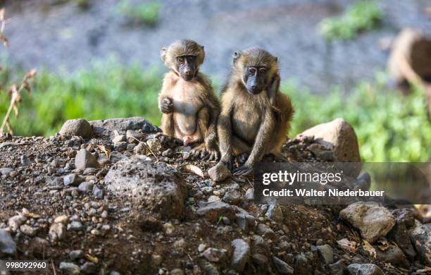 young pavians - chacma baboon 個照片及圖片檔