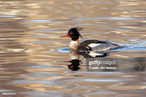 merganser - common merganser bildbanksfoton och bilder