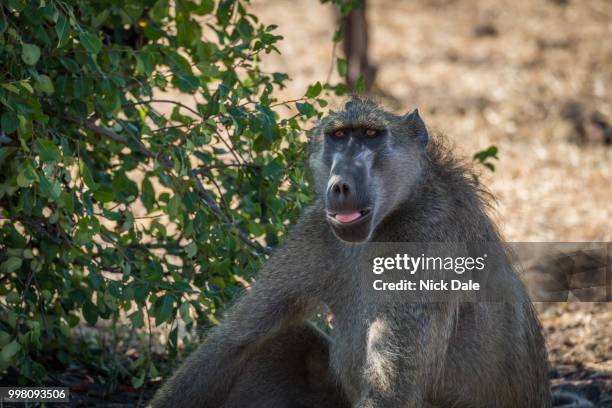 close-up of chacma baboon sitting beside bush - chacma baboon 個照片及圖片檔