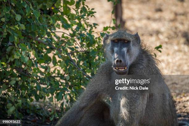 close-up of chacma baboon with open mouth - chacma baboon 個照片及圖片檔