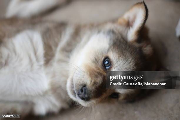 cute puppy - raj stock pictures, royalty-free photos & images