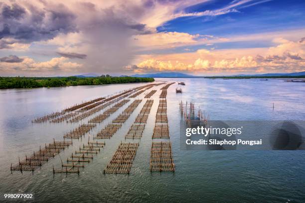 458 Fishpond Stock Photos, High-Res Pictures, and Images - Getty Images