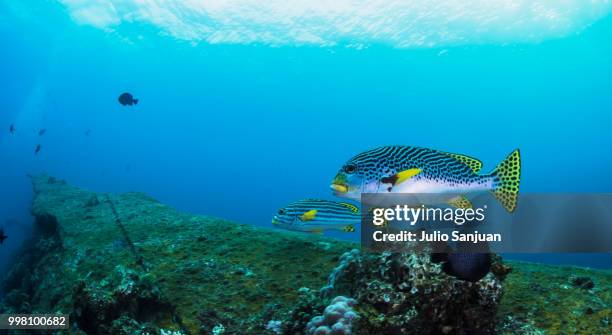 parallelle - plectorhinchus imagens e fotografias de stock