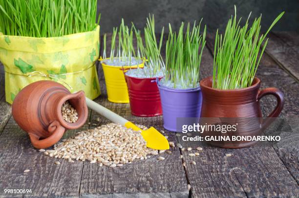seedling grass, grain and tools to take care of them. selective focus. - comportamientos de la flora fotografías e imágenes de stock