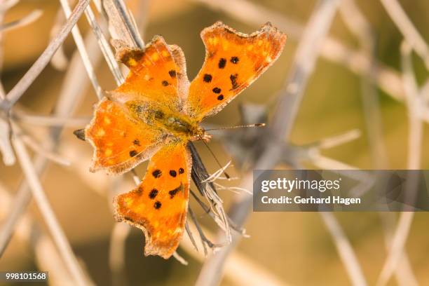 comma butterfly enjoying the sun - comma butterfly stock pictures, royalty-free photos & images