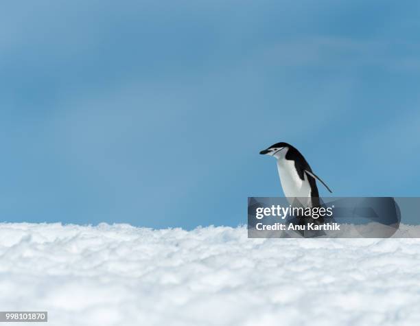 chinstrap hiking on useful island - south georgia and the south sandwich islands stock pictures, royalty-free photos & images