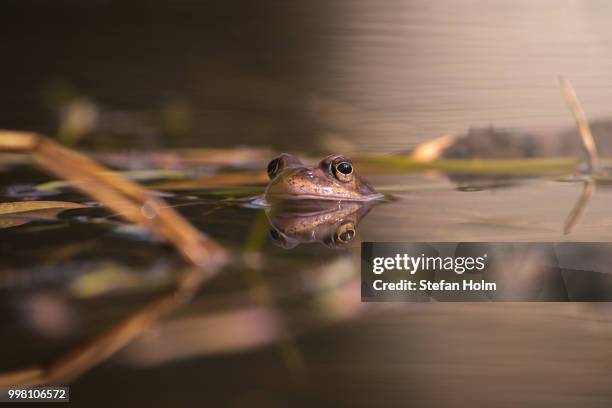 frog during spring - american bullfrog stock pictures, royalty-free photos & images