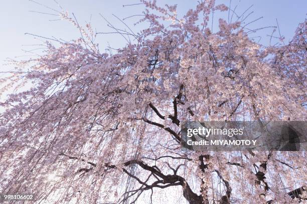 full blossom - miyamoto y stock pictures, royalty-free photos & images
