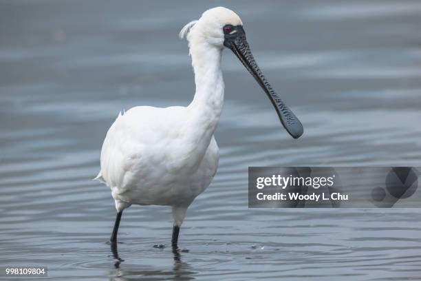 portrait of black faced spoonbill - spoonbill stock pictures, royalty-free photos & images