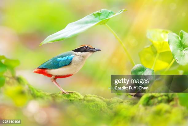 douliu,taiwan - fu stock pictures, royalty-free photos & images