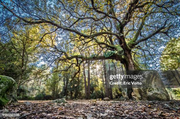 l'arbre dans la roche - roche stock pictures, royalty-free photos & images