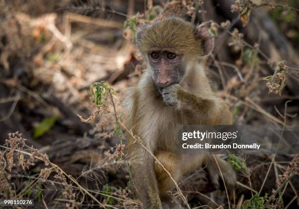 baboon - chacma baboon 個照片及圖片檔