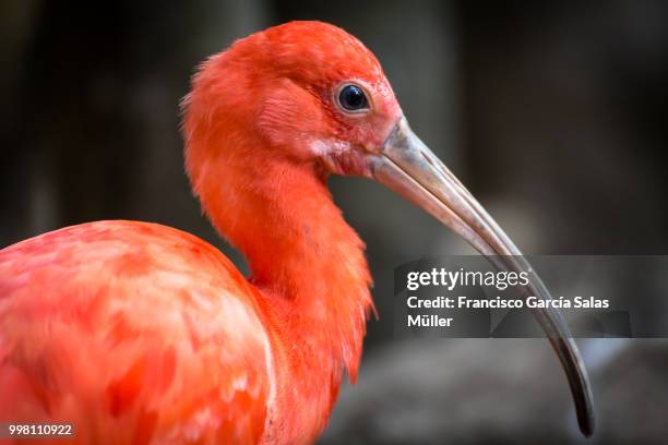 mg - ibis stockfoto's en -beelden